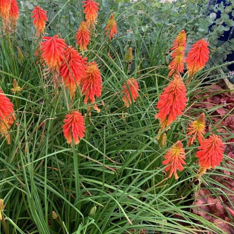Kniphofia Papaya Popsicle - Vuurpijl (Plant habit)