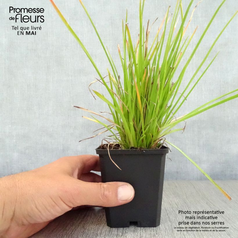 Exemplaar van Kniphofia Red Rocket - Vuurpijl Kweekpotje van 8/9 cm zoals geleverd in de lente