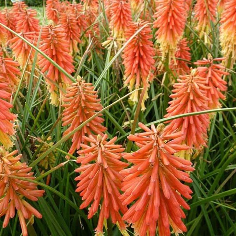 Kniphofia Redhot Popsicle - Vuurpijl (Flowering)