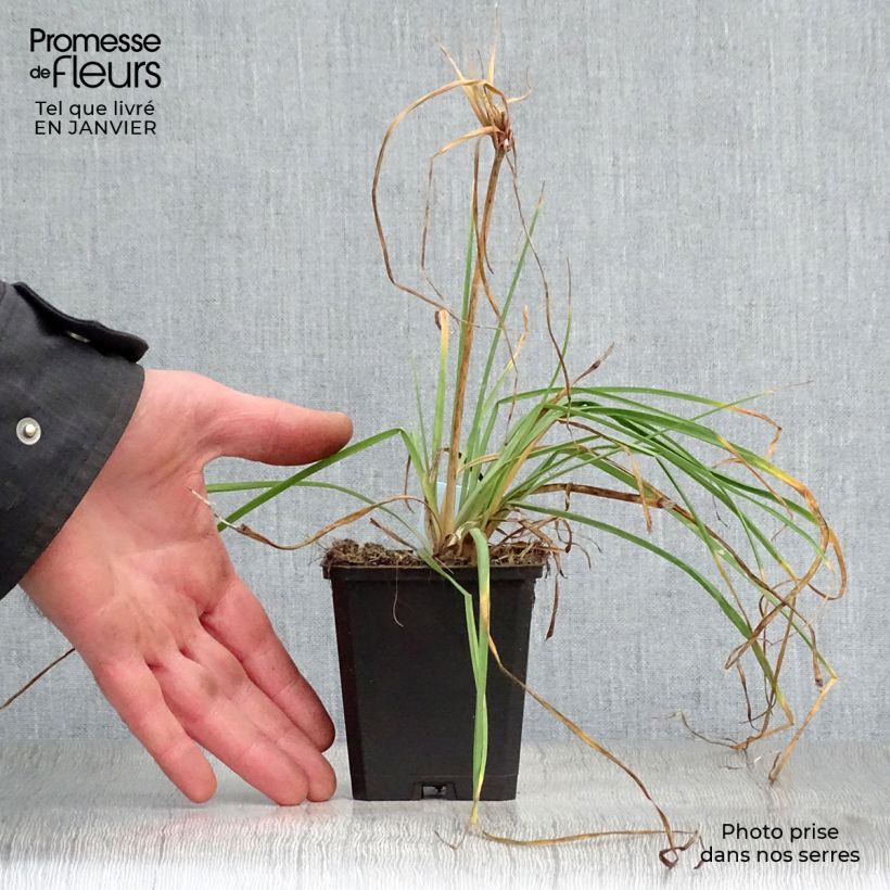 Example of Kniphofia Redhot Popsicle - Tritoma Kweekpotje van 8/9 cm as you get in hiver