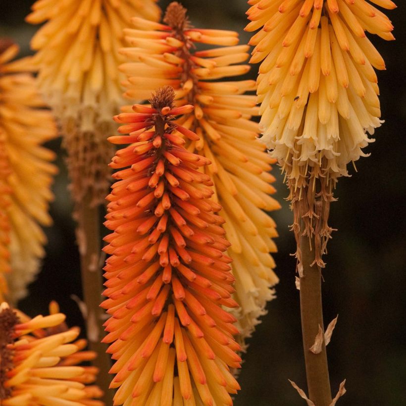 Kniphofia Tawny King - Vuurpijl (Flowering)