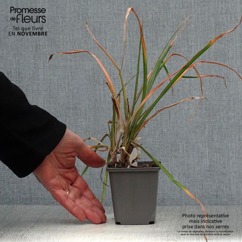 Exemplaar van Kniphofia Tawny King - Vuurpijl Kweekpotje van 8/9 cm zoals geleverd in de herfst