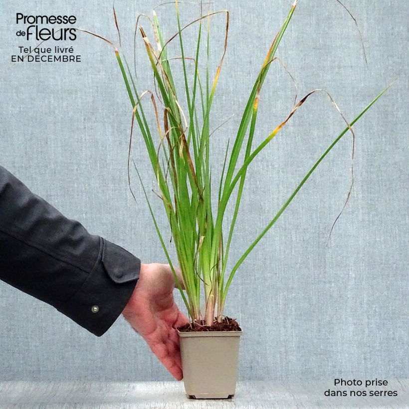 Example of Kniphofia Tawny King - Tritoma  Kweekpotje van 8/9 cm as you get in hiver