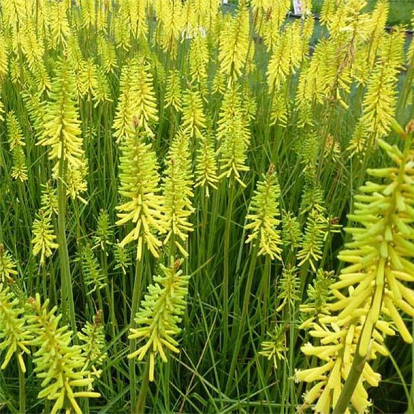 Kniphofia Vanilla - Vuurpijl (Bloei)