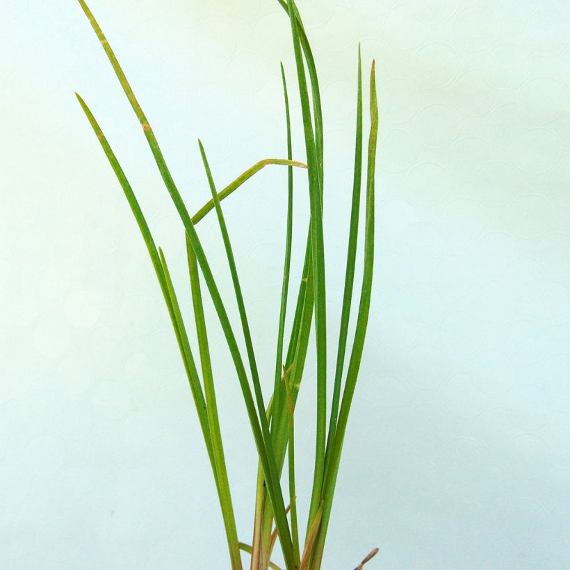 Kniphofia Vanilla - Vuurpijl (Blad)