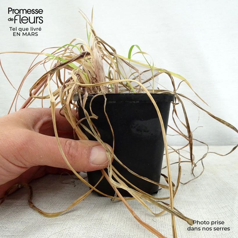 Exemplaar van Kniphofia Vanilla - Vuurpijl Kweekpotje van 8/9 cm zoals geleverd in de lente