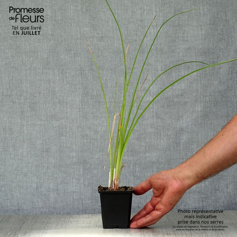 Exemplaar van Kniphofia Wrexham Buttercup - Vuurpijl Kweekpotje van 8/9 cm zoals geleverd in de zomer