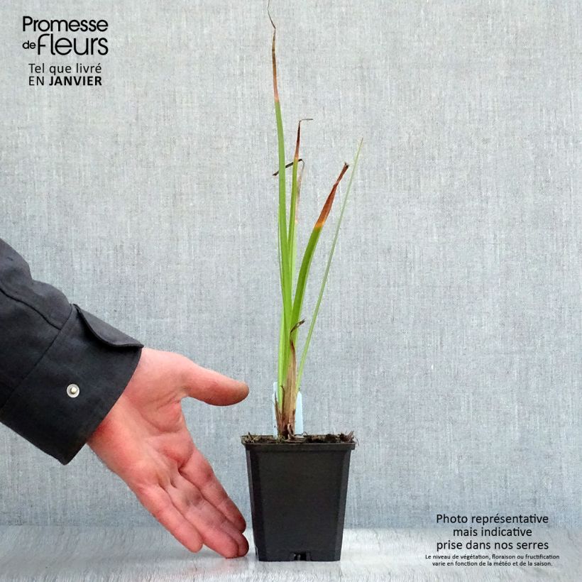 Example of Kniphofia Wrexham Buttercup - Tritoma Wrexham Buttercup Kweekpotje van 8/9 cm as you get in hiver