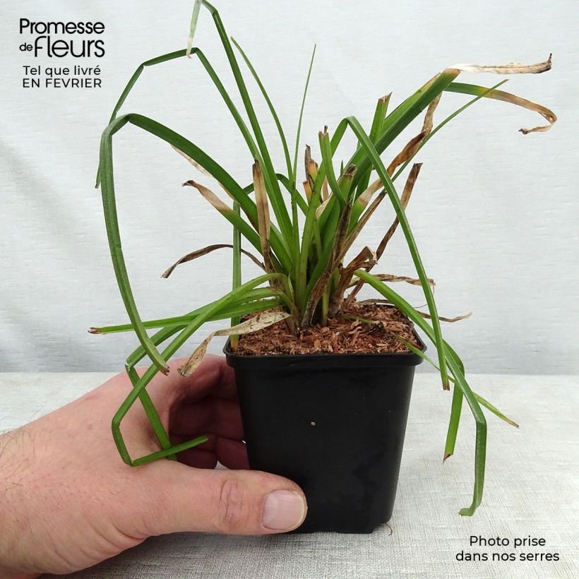 Example of Kniphofia citrina - Vuurpijl Kweekpotje van 8/9 cm as you get in hiver