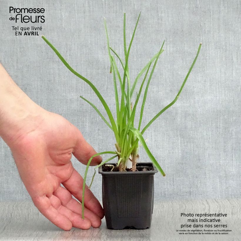 Exemplaar van Kniphofia citrina - Vuurpijl Kweekpotje van 8/9 cm zoals geleverd in de lente