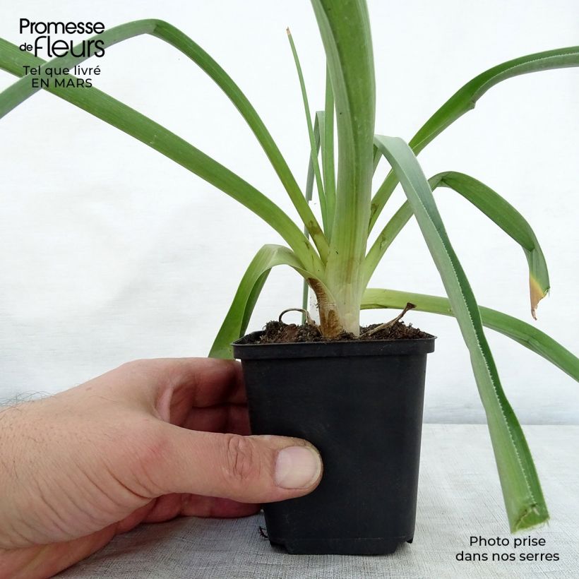 Exemplaar van Kniphofia northiae - Vuurpijl Kweekpotje van 8/9 cm zoals geleverd in de lente