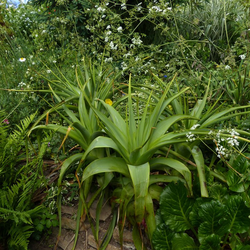 Kniphofia northiae - Vuurpijl (Groeiplaats)