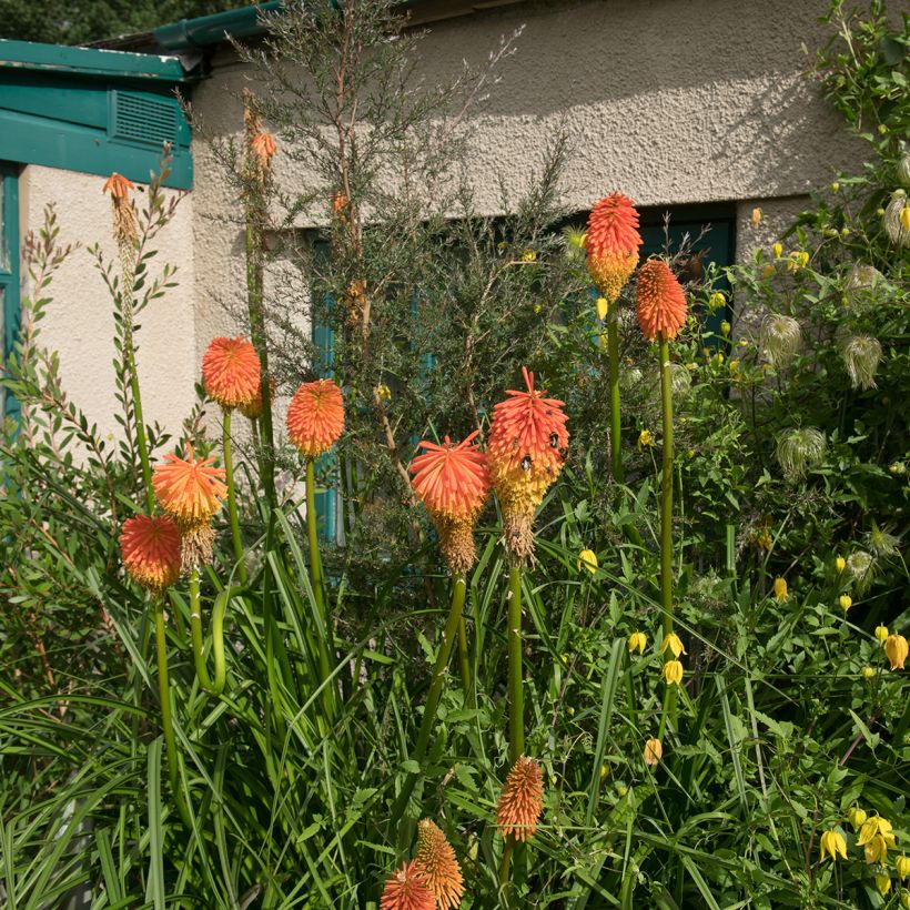 Kniphofia rooperi - Vuurpijl (Groeiplaats)