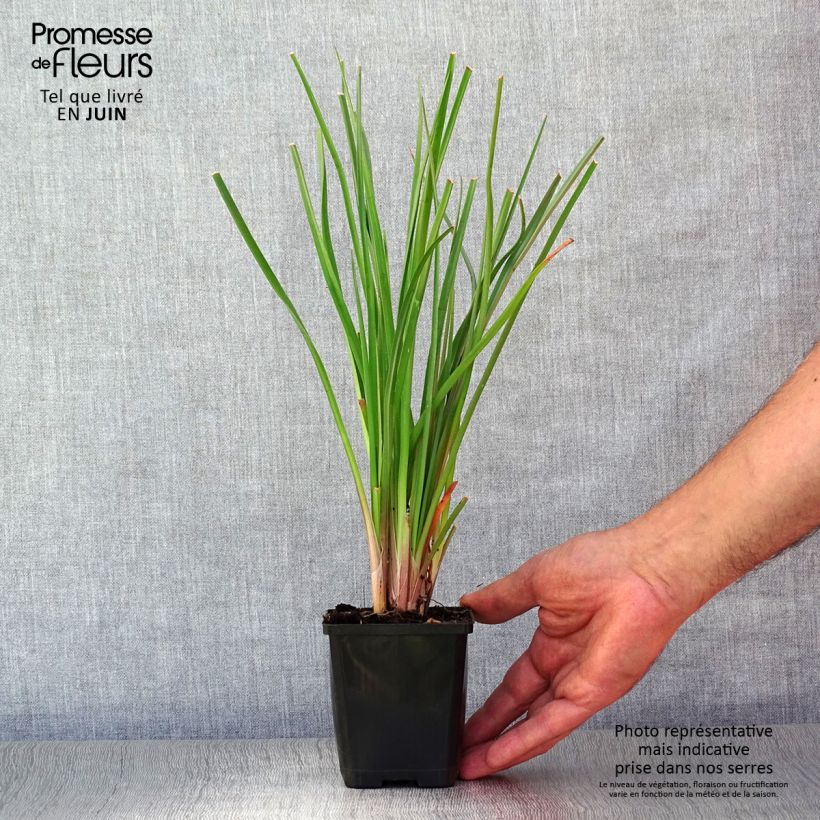 Exemplaar van Kniphofia uvaria - Vuurpijl Kweekpotje van 8/9 cm zoals geleverd in de zomer