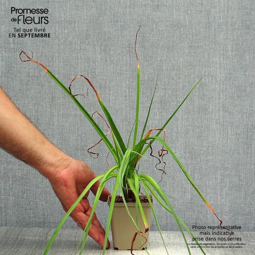 Exemplaar van Kniphofia Green Jade - Vuurpijl Kweekpotje van 8/9 cm zoals geleverd in de herfst