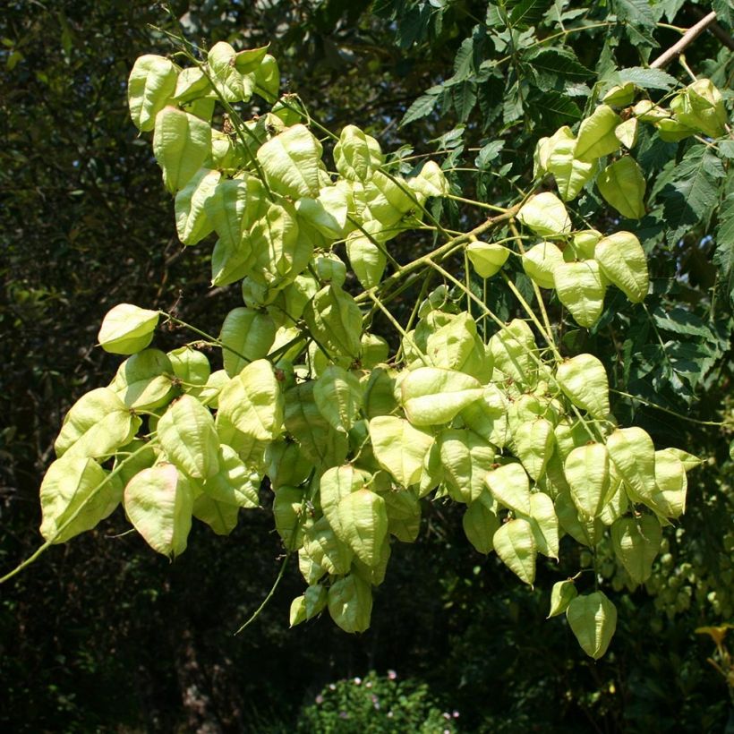 Koelreuteria paniculata - Gele zeepboom (Harvest)