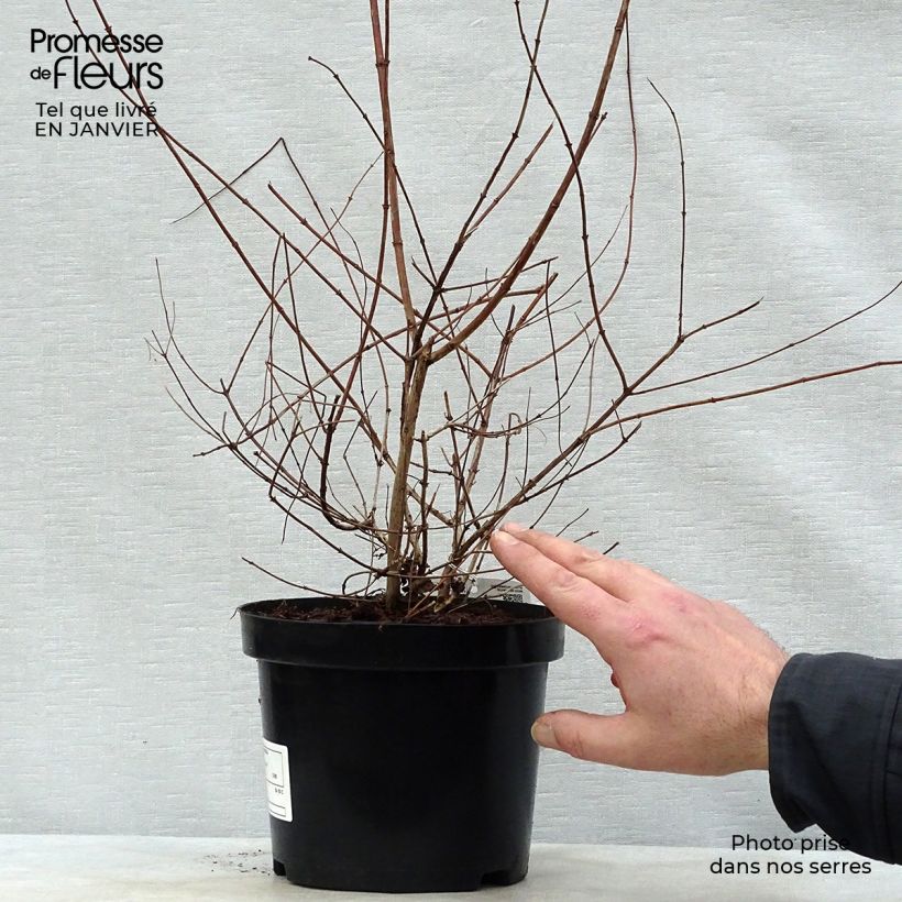 Example of Kolkwitzia amabilis - Buisson de beauté Pot van 3 l/4 l as you get in hiver