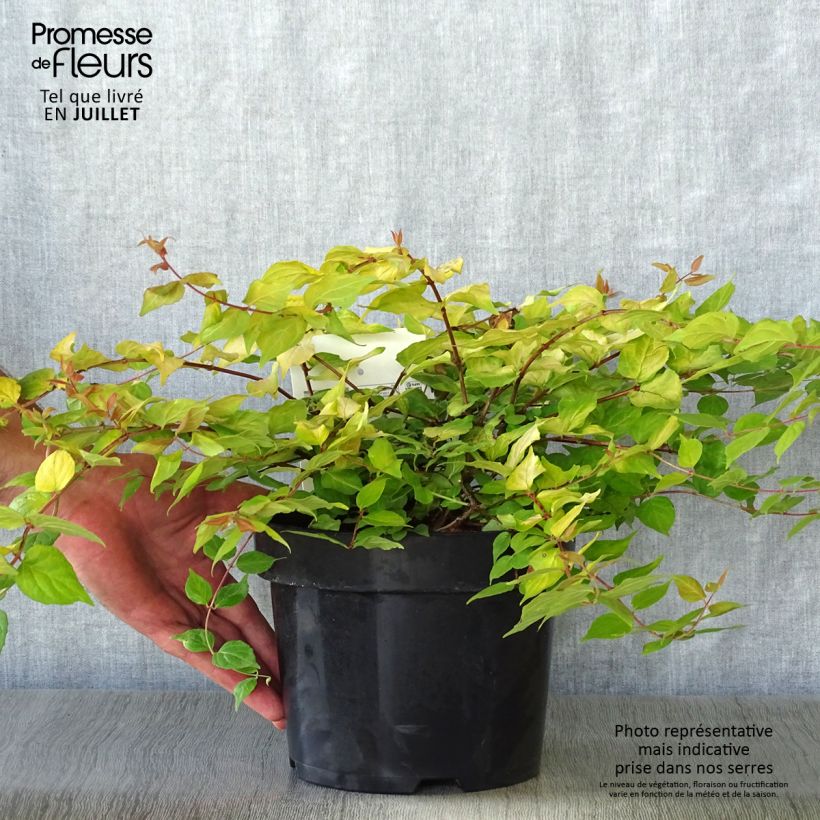 Exemplaar van Kolkwitzia amabilis Maradco - Koninginnenstruik Pot van 3 l/4 l zoals geleverd in de zomer