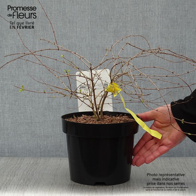 Example of Kolkwitzia amabilis Maradco - Buisson de beauté Pot van 3 l/4 l as you get in hiver