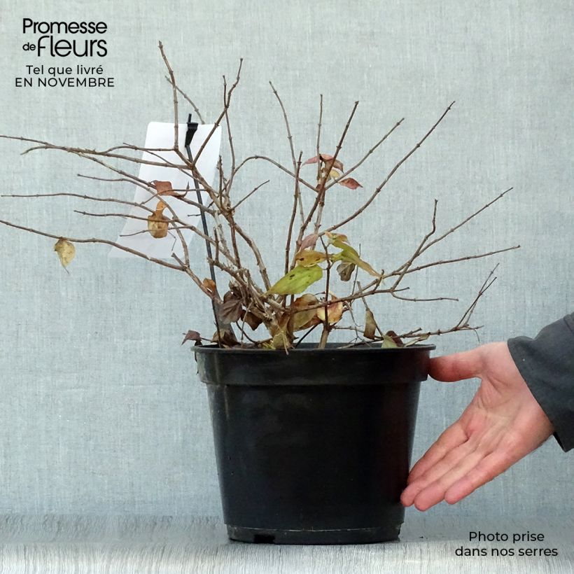 Exemplaar van Kolkwitzia amabilis Pink Cloud - Koninginnenstruik Pot van 3 l/4 l zoals geleverd in de herfst