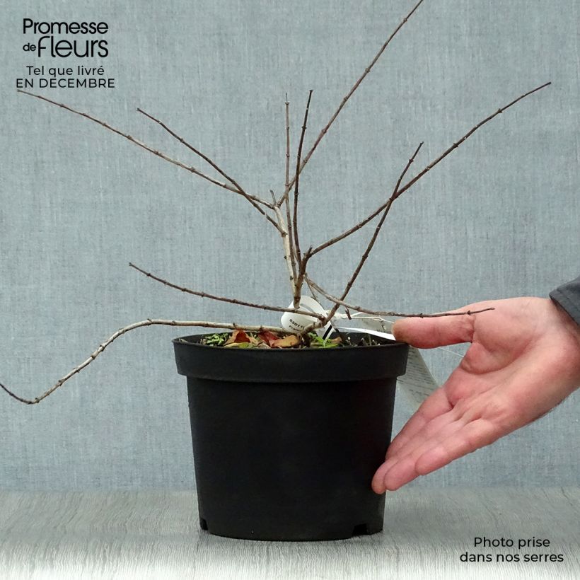 Example of Kolkwitzia amabilis Pink Cloud - Koninginnenstruik Pot van 3 l/4 l as you get in hiver