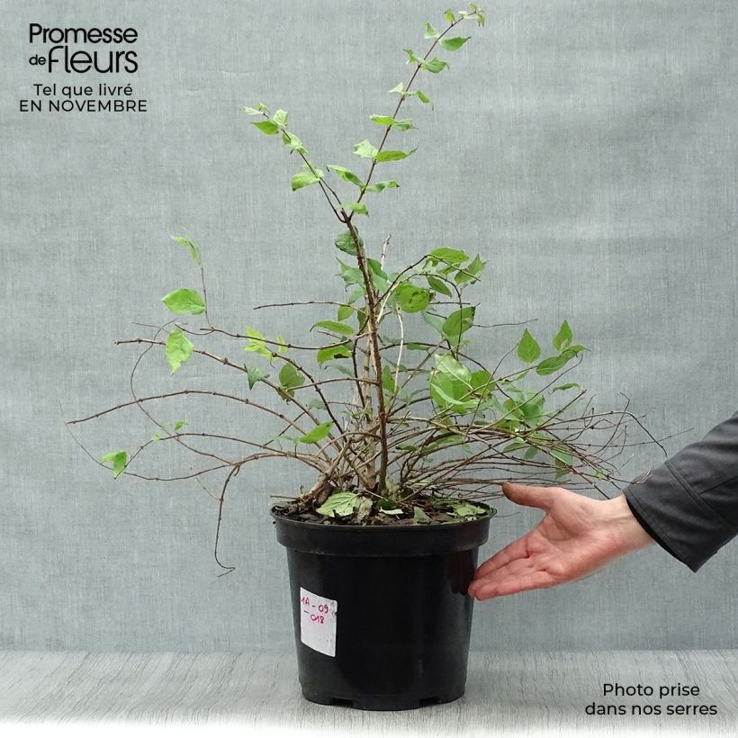 Exemplaar van Kolkwitzia amabilis Pink Cloud - Koninginnenstruik Pot van 6 l/7 l zoals geleverd in de herfst