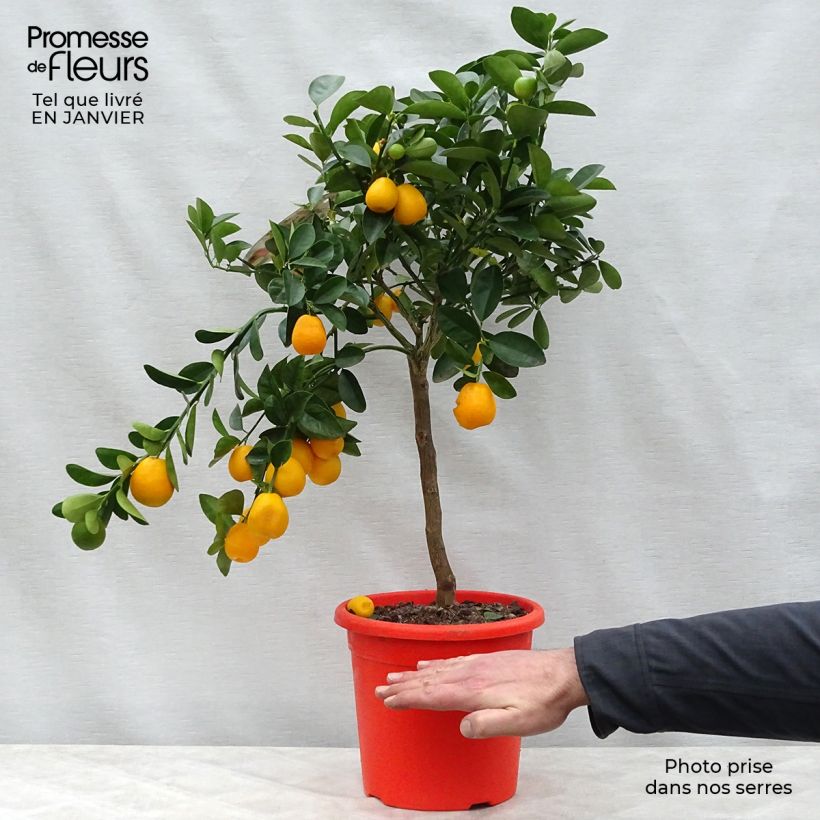 Exemplaar van Kumquat Fukushu Pot van 4 l/5 l, Kwartstam zoals geleverd in de winter