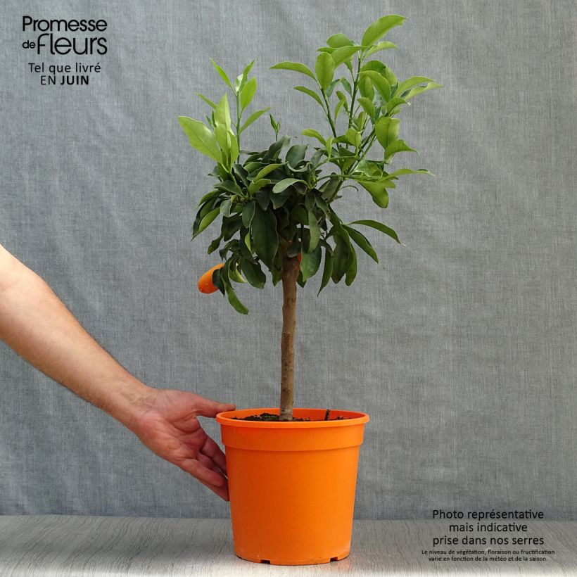 Exemplaar van Kumquat Fukushu Pot van 4 l/5 l, Kwartstam zoals geleverd in de zomer