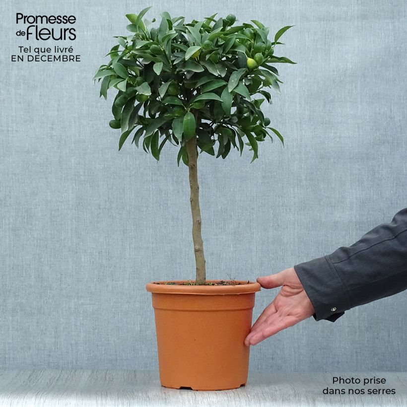 Exemplaar van Marumi kumquat Pot van 4 l/5 l, Kwartstam zoals geleverd in de winter