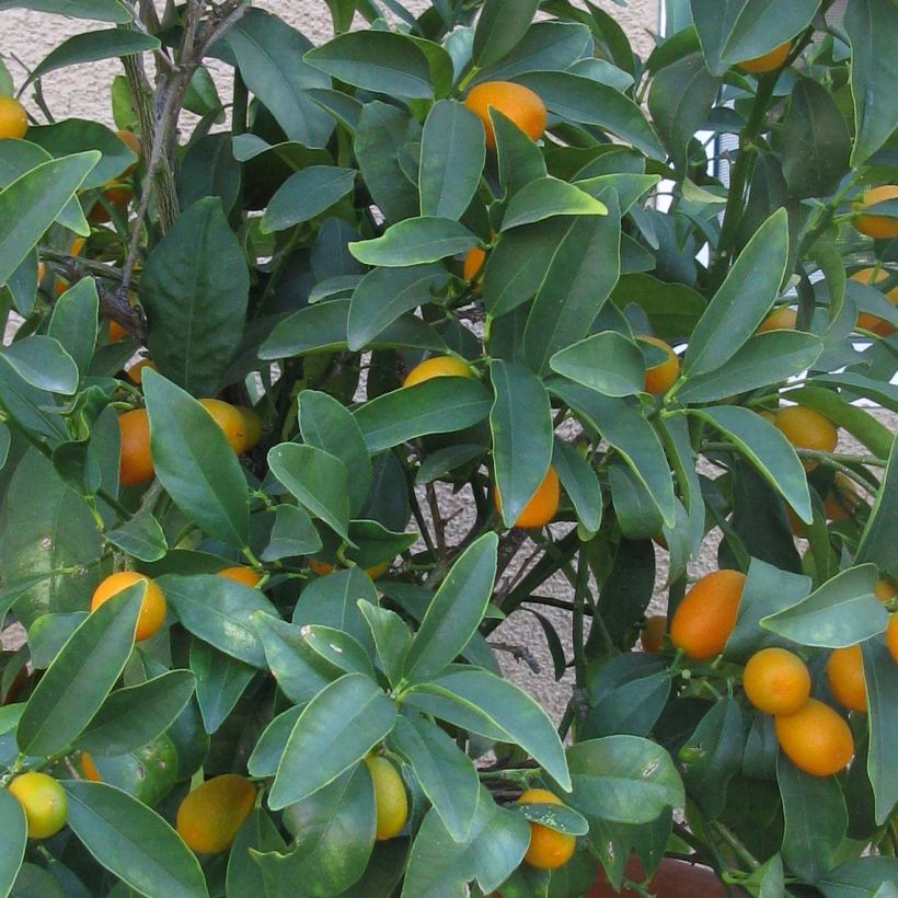 Kumquat Nagami (Blad)