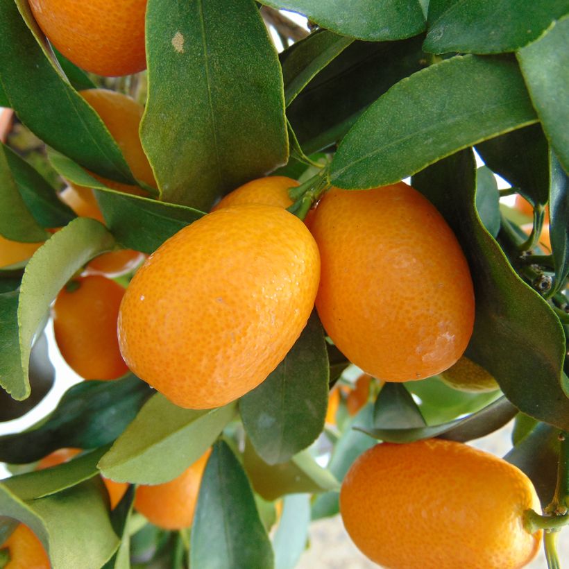 Kumquat Nagami (Oogst)