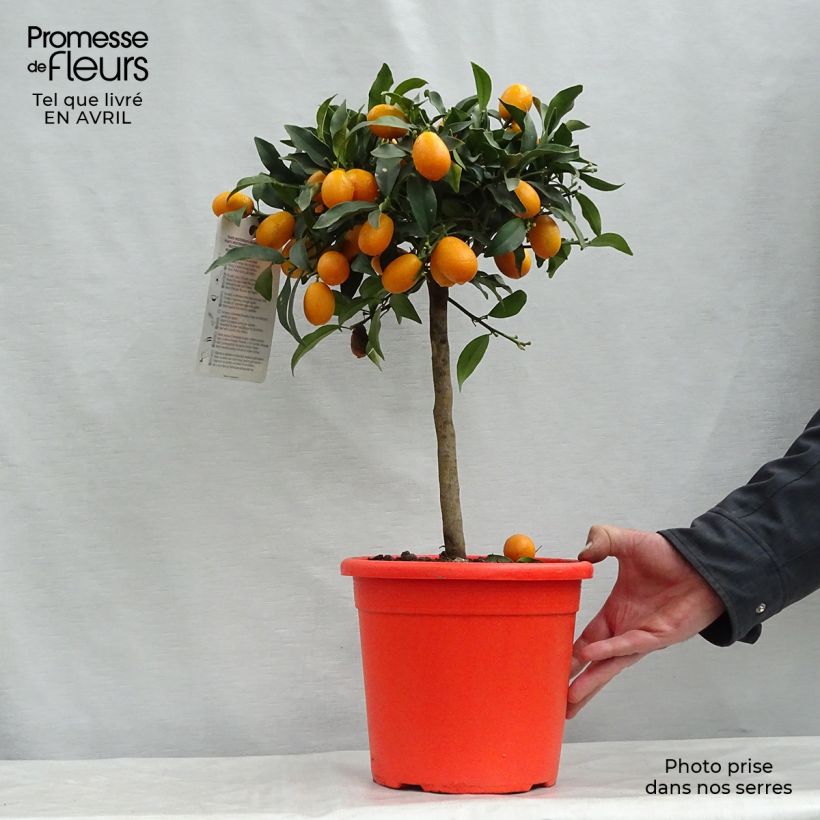 Exemplaar van Kumquat Nagami Pot van 4 l/5 l, Kwartstam zoals geleverd in de lente