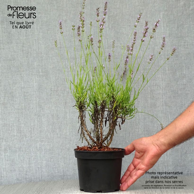 Exemplaar van Lavandin Grappenhall - Lavandula intermedia Pot van 2 l/3 l zoals geleverd in de zomer