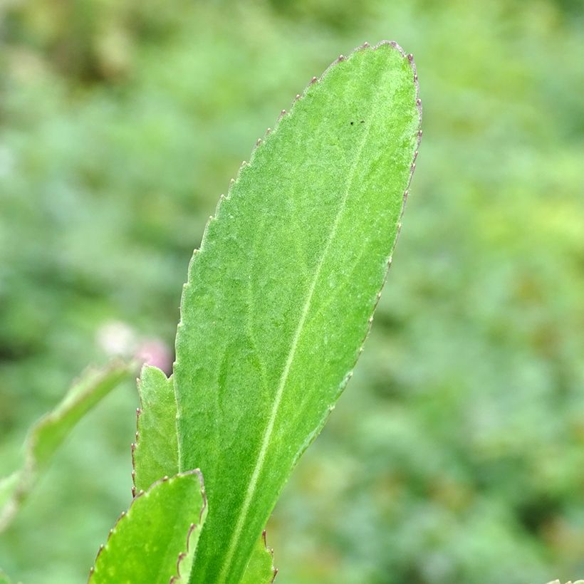 Leucanthemum superbum Becky - Tuinmargriet (Foliage)
