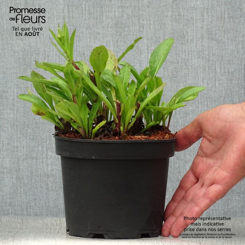 Exemplaar van Leucanthemum superbum Becky - Tuinmargriet Pot van 2 l/3 l zoals geleverd in de zomer