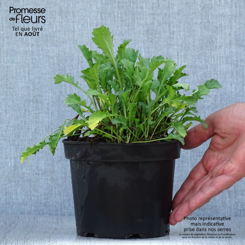 Exemplaar van Leucanthemum vulgare Maikonigin - Margriet Pot van 2 l/3 l zoals geleverd in de zomer