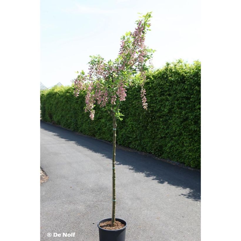 Laburnocytisus adamii (Plant habit)