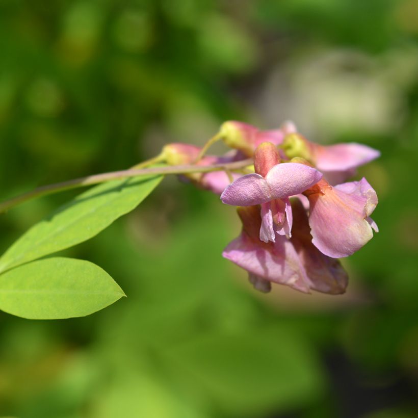 Laburnocytisus adamii (Bloei)