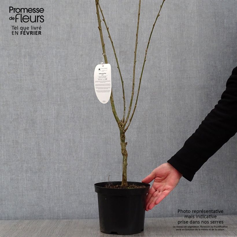 Example of Laburnocytisus adamii - Cytise d'Adam Pot van 4 l/5 l as you get in hiver