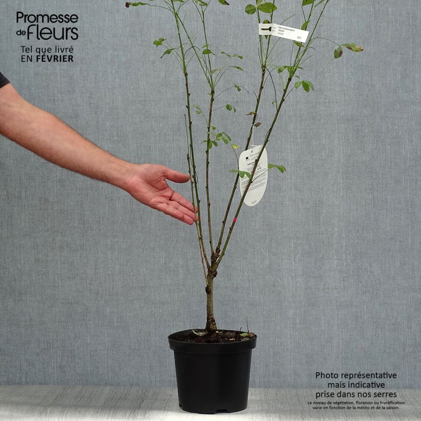 Exemplaar van Laburnocytisus adamii Pot van 4 l/5 l zoals geleverd in de herfst