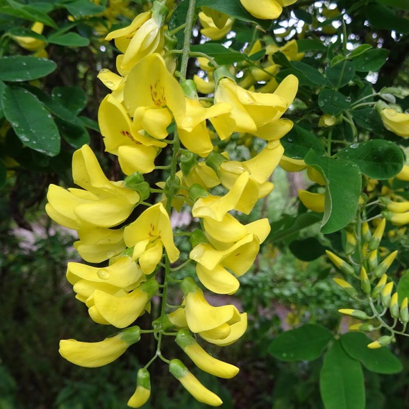 Laburnum alpinum Pendulum - Goudenregen (Flowering)