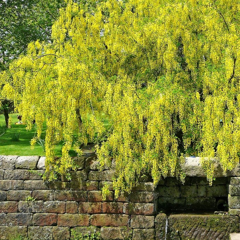 Laburnum alpinum Pendulum - Goudenregen (Plant habit)