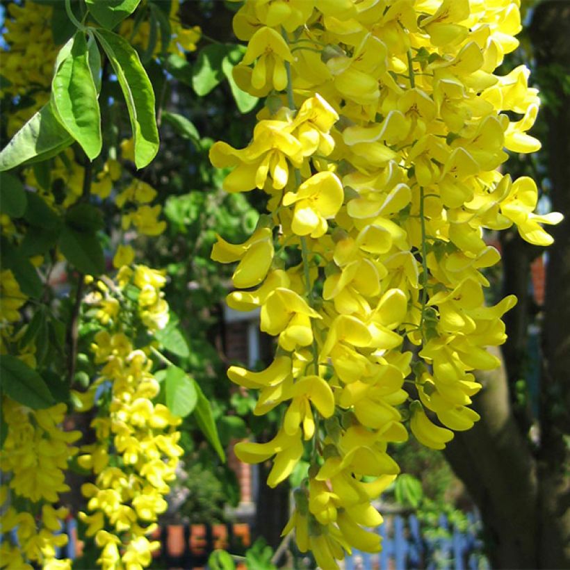 Laburnum anagyroides - Goudenregen (Flowering)
