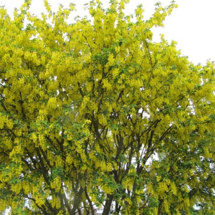Laburnum anagyroides - Goudenregen (Plant habit)