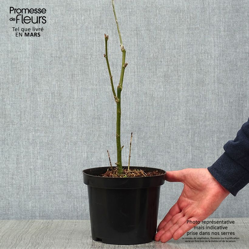 Example of Laburnum anagyroides - Goudenregen Pot van 2 l/3 l as you get in hiver