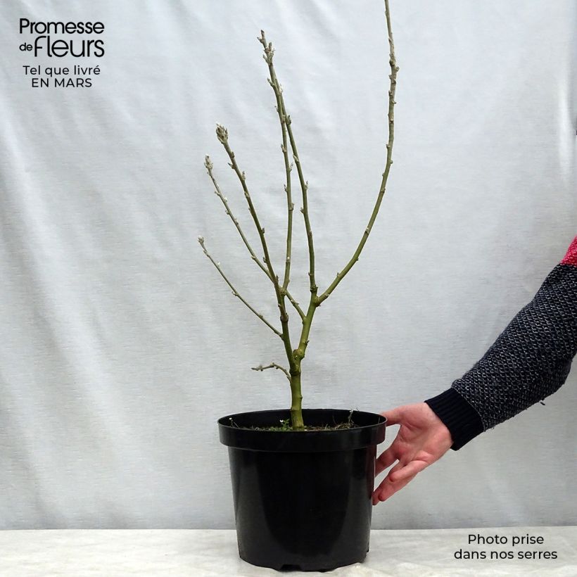 Example of Laburnum anagyroides - Goudenregen Pot van 7,5 l/10 l as you get in hiver