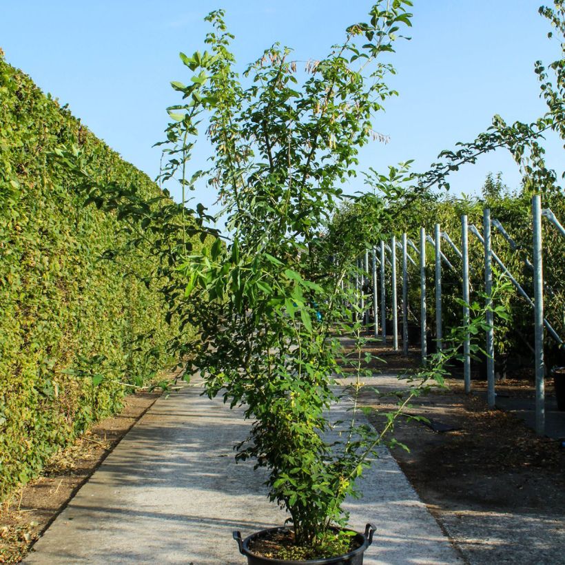 Example of Laburnum anagyroides - Goudenregen Pot van 70 l/75 l as you get in printemps