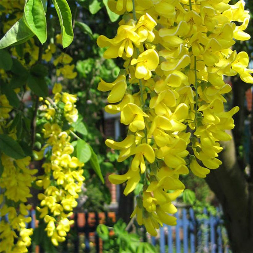 Laburnum watereri Vossii - Goudenregen (Flowering)