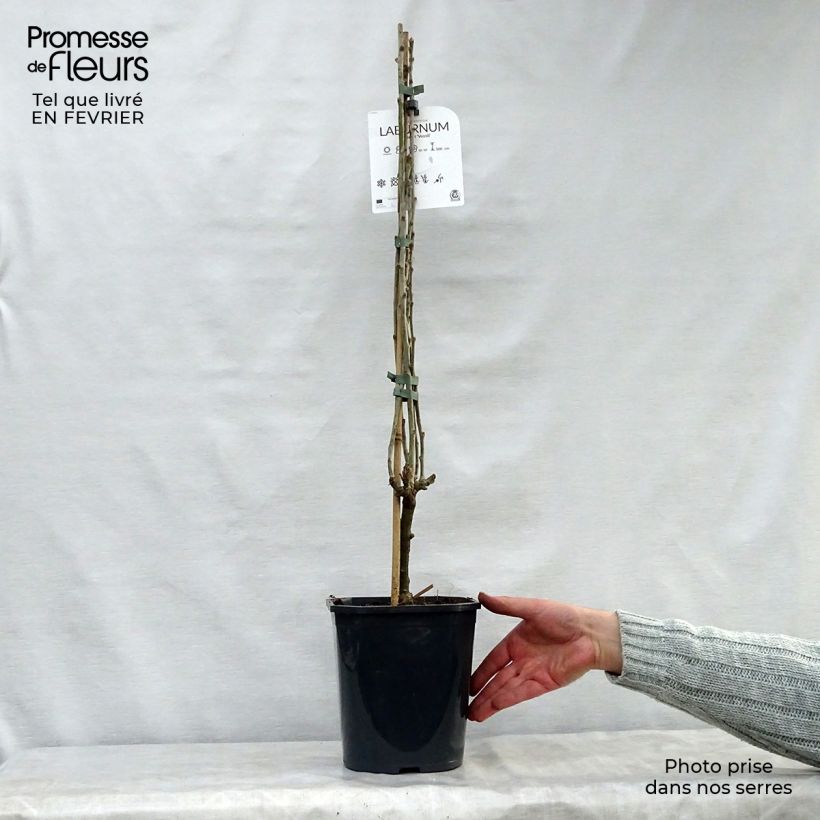 Example of Laburnum watereri Vossii - Goudenregen Pot van 3 l/4 l as you get in hiver