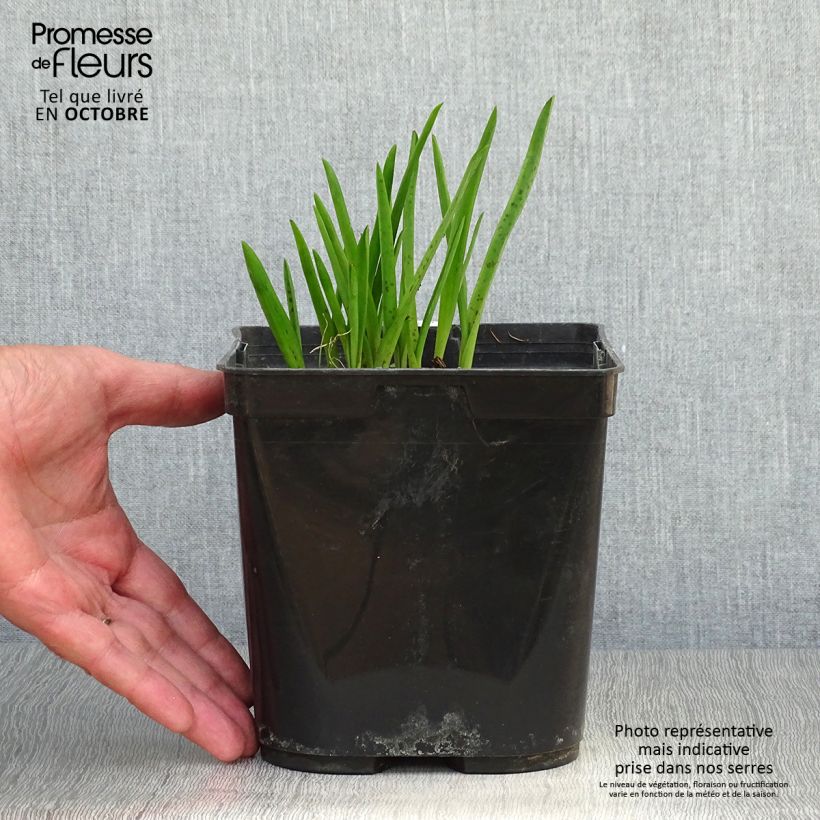 Exemplaar van Lachenalia African Beauty Namakwa - Kaapse hyacint Pot van 2 l/3 l zoals geleverd in de herfst